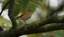 Red-flanked Bluetail
